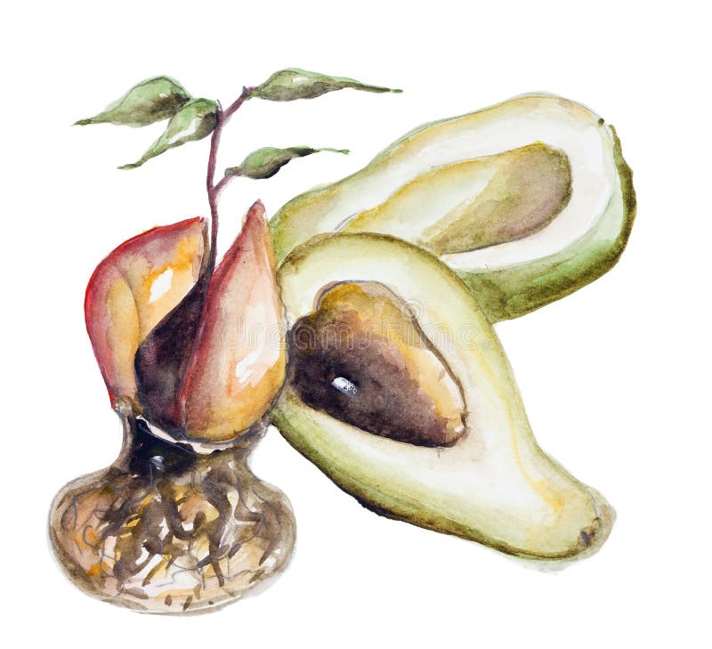 Brote del aguacate ilustración del vector Brote del aguacate ilustración del vector