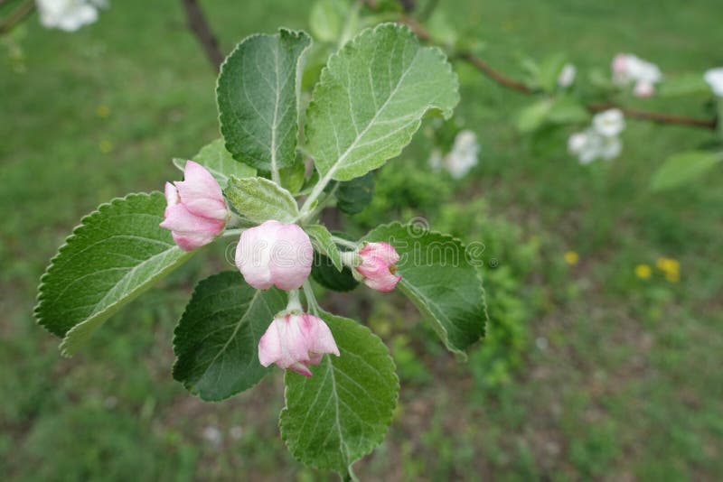 Brotes cerrados de la manzana en primavera foto de archivo Brotes cerrados de la manzana en primavera foto de archivo