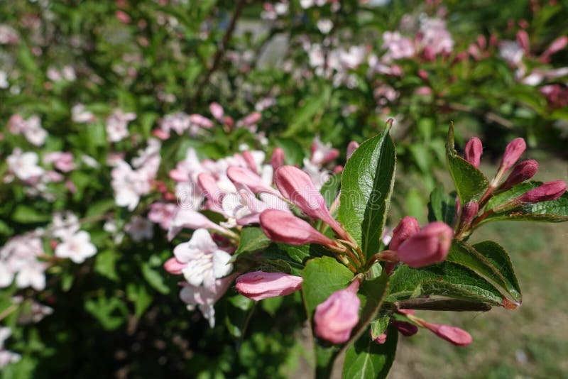 Brotes de flor cerrados del Weigela la Florida foto de archivo libre de regalías Brotes de flor cerrados del Weigela la Florida foto de archivo libre de regalías