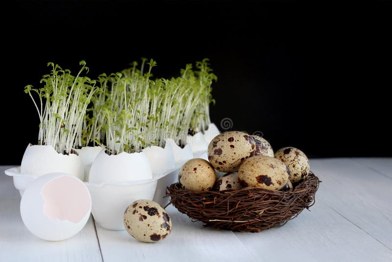 Brotes de la ensalada verde que crecen en las cáscaras de huevo y los huevos de codornices en una jerarquía en la tabla blanca Te fotografía de archivo Brotes de la ensalada verde que crecen en las cáscaras de huevo y los huevos de codornices en una jerarquía en la tabla blanca Te fotografía de archivo