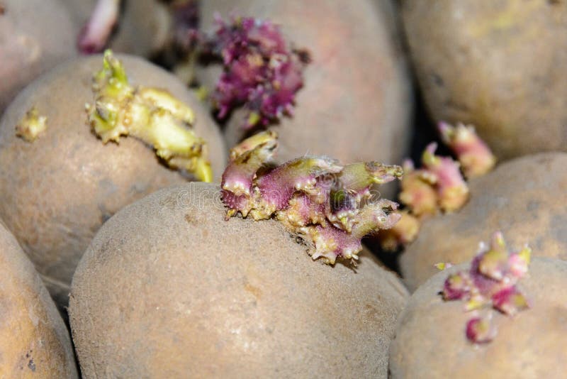 Brotes en los tubérculos de la patata Tubérculos brotados de la patata para plantar en la tierra Tubérculos de la patata del brot fotos de archivo Brotes en los tubérculos de la patata Tubérculos brotados de la patata para plantar en la tierra Tubérculos de la patata del brot fotos de archivo
