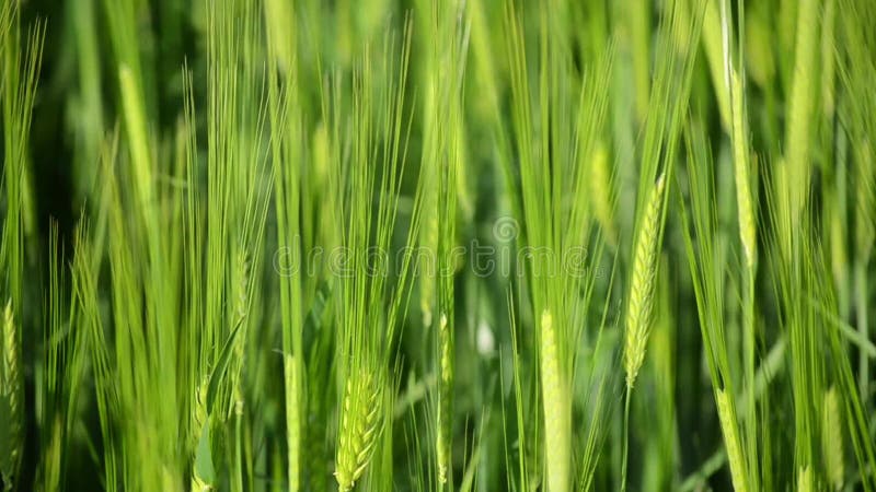 Brotes verdes del trigo joven en la puesta del sol Ci?rrese para arriba de hierba fresca verde en prado Crecimiento de cosechas d