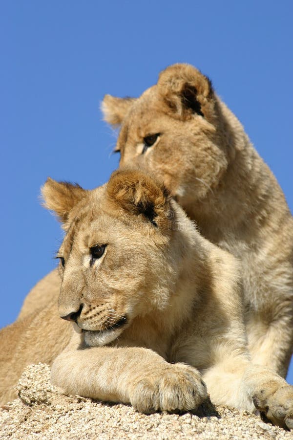 Brothers royalty free stock image