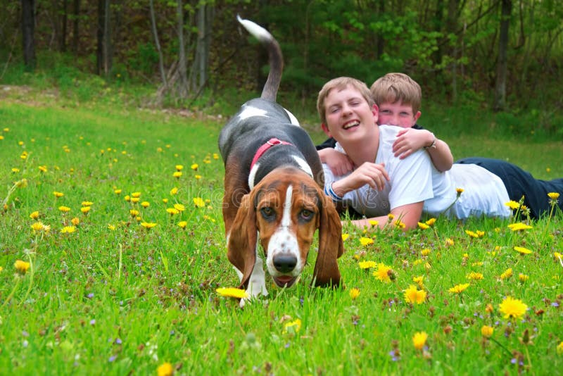 Two happy caucasian boys playing with their young basset hound dog in a field of yellow dandelion flowers, dog in foreground and brothers laying in the background. Two happy caucasian boys playing with their young basset hound dog in a field of yellow dandelion flowers, dog in foreground and brothers laying in the background