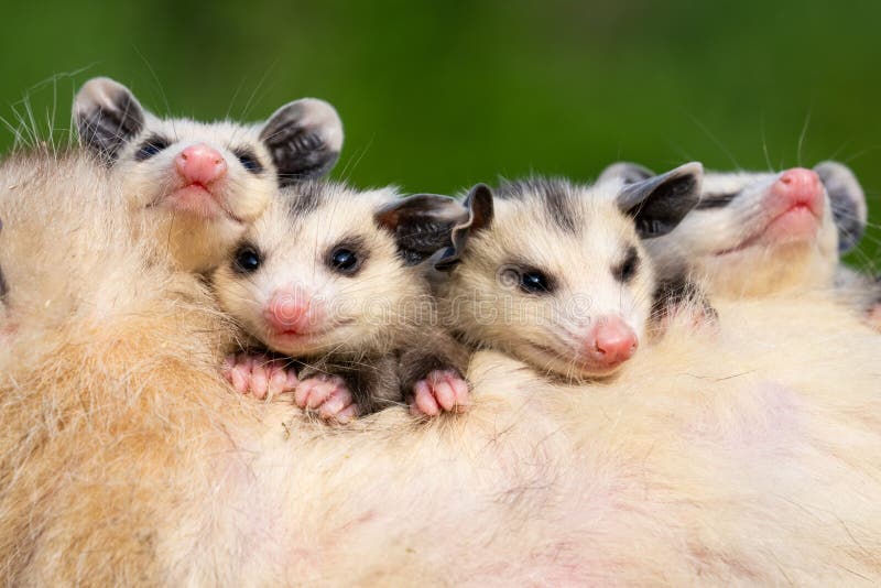 brothers-sisters-one-happy-possum-family-baby-babies-possums-wildlife-nature-cute-adorable-mother-protective-safe-secure-228203643.jpg