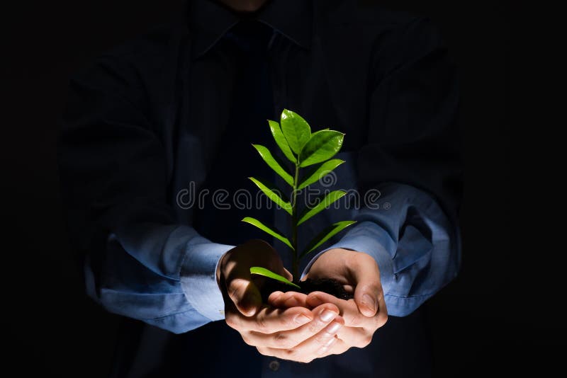 Close up of businessman hands holding small green sprout. Close up of businessman hands holding small green sprout