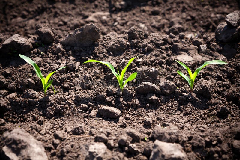 Brotos de milho fotos de stock