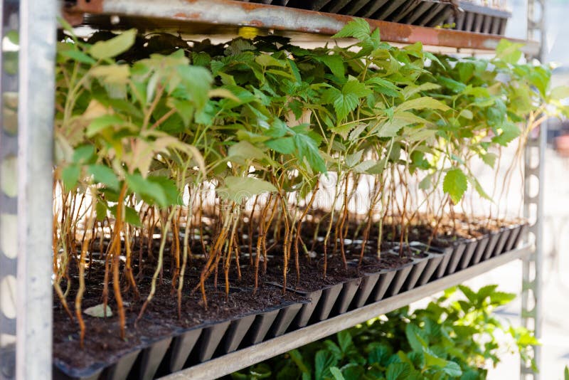 Brotos e plântulas das framboesas em um recipiente em uma loja do jardim imagens de stock Brotos e plântulas das framboesas em um recipiente em uma loja do jardim imagens de stock