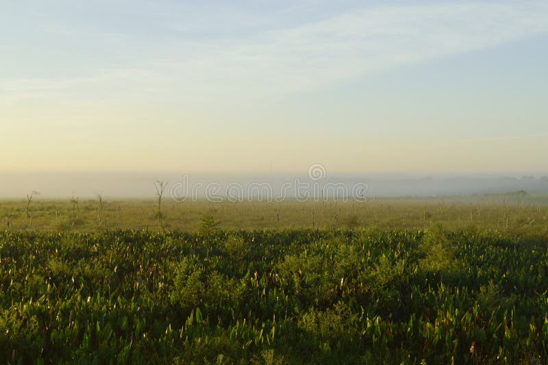 Download Brouillard De Début De La Matinée Plus De Image stock - Image du arbres, centrales: 77154409