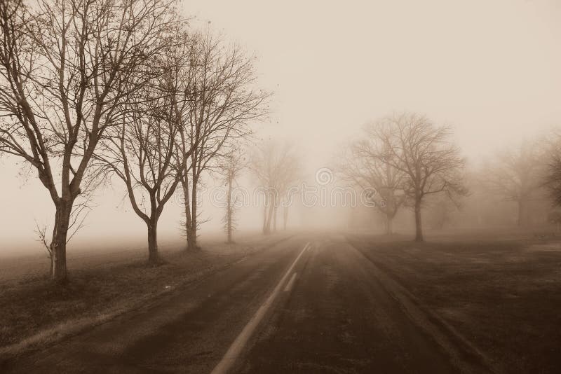 Brouillard de route de campagne, arbres