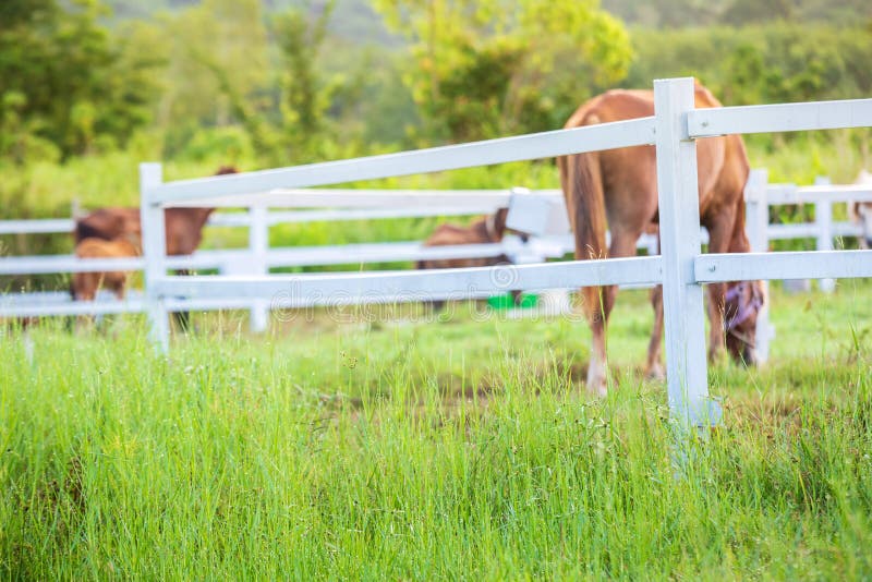 Brouillez les chevaux à l'arrière-plan et les herbes avec la rosée de matin au premier plan, pré vert pour des chevaux avec une é photos stock Brouillez les chevaux à l'arrière-plan et les herbes avec la rosée de matin au premier plan, pré vert pour des chevaux avec une é photos stock