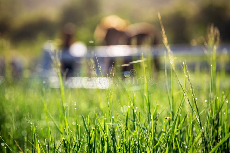 Brouillez les chevaux à l'arrière-plan et les herbes avec la rosée de matin au premier plan, pré vert pour des chevaux avec une é photos stock Brouillez les chevaux à l'arrière-plan et les herbes avec la rosée de matin au premier plan, pré vert pour des chevaux avec une é photos stock