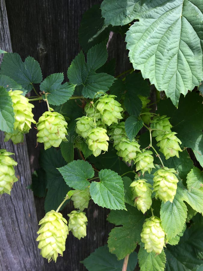Brousse de houblon vert avec conesfruits pour la fabrication de la bière. matières premières pour la fabrication de produits alcooliques et source de l'odeur. agriculture. production autorisée.