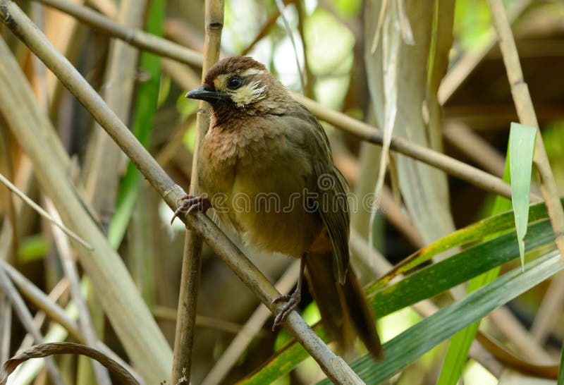 Browed Laughingthrush (Pterorhinus sannio) obraz royalty free Browed Laughingthrush (Pterorhinus sannio) obraz royalty free