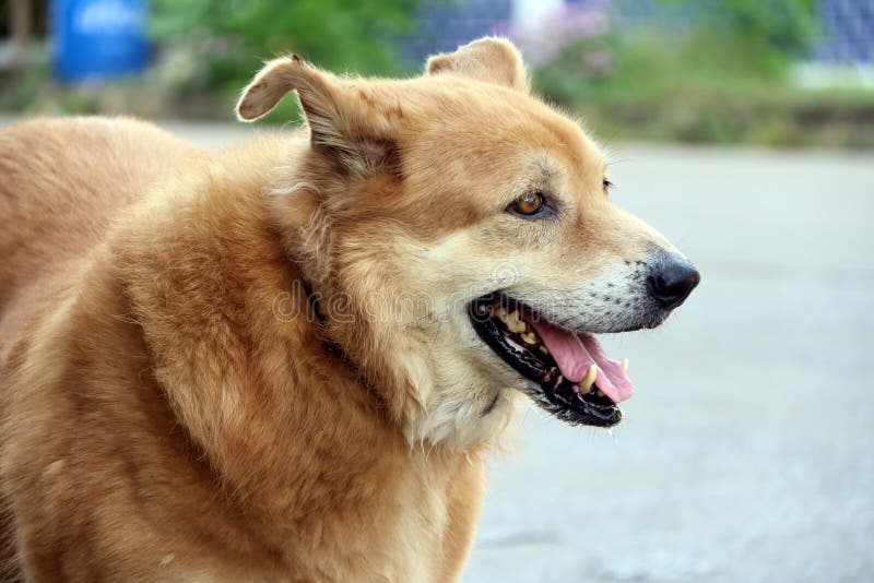 Browgolden retriever die zich op de weg bevinden en iets zoeken royalty-vrije stock foto's Browgolden retriever die zich op de weg bevinden en iets zoeken royalty-vrije stock foto's
