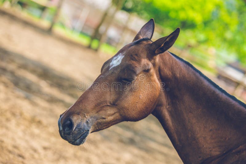 Brown Achal Teke koński dosypianie w cieniu na słonecznym dniu zdjęcia stock Brown Achal Teke koński dosypianie w cieniu na słonecznym dniu zdjęcia stock