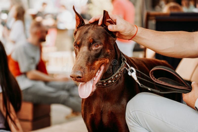 doberman pinscher snarling