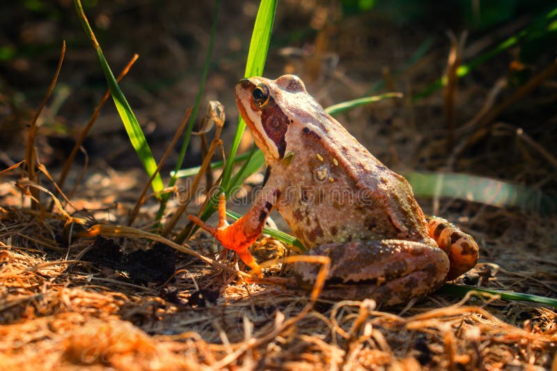 Brown agile frog on brown ground, back view stock image Brown agile frog on brown ground, back view stock image