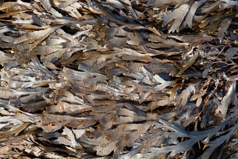Brown algi uzębione niszczą morszczynu serratus zdjęcia stock Brown algi uzębione niszczą morszczynu serratus zdjęcia stock