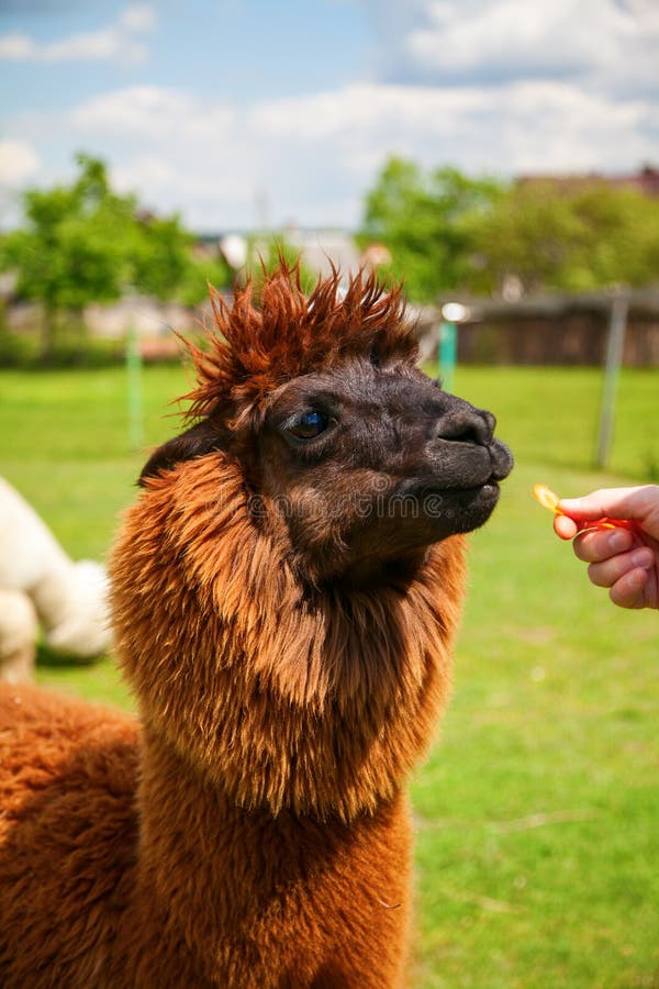 Brown alpaca eating carrot stock image. Image of head 198404503
