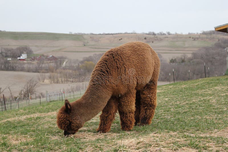 Brown Alpaca Grazing Stock Image Image 31607021