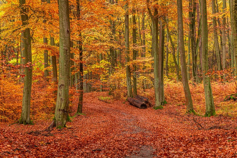 Brown and Amazing Autumn Forest in Europe Stock Photo - Image of beauty ...