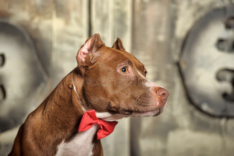 Brown American Pit Bull Terrier stock photos