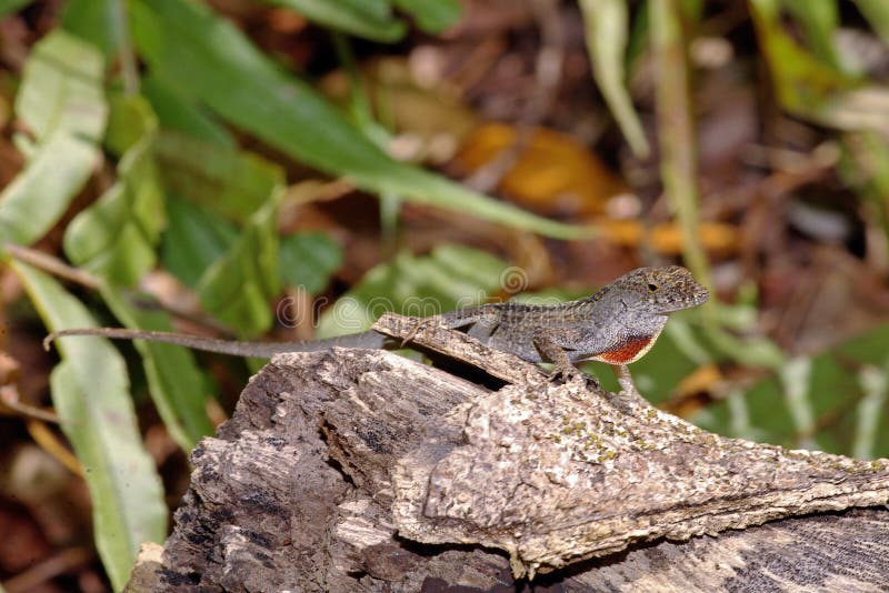 Brown Anole