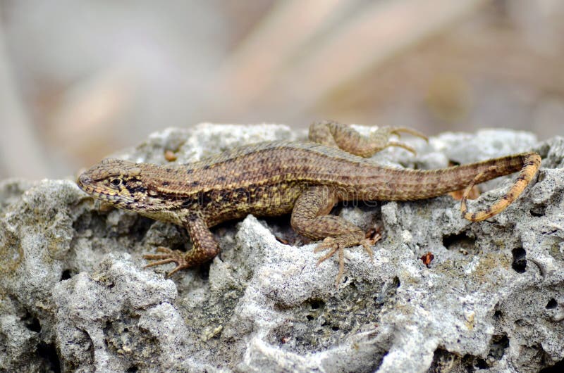 Brown Anole Anolis sagrei jaszczurka na skale zdjęcia royalty free Brown Anole Anolis sagrei jaszczurka na skale zdjęcia royalty free