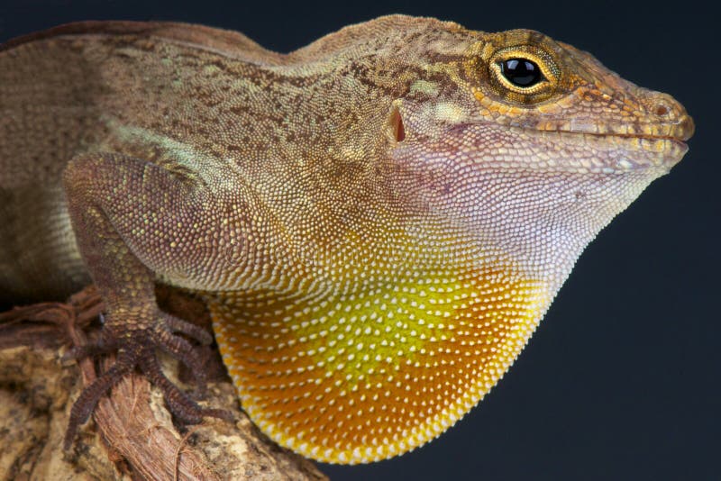 Brown Anole / Anolis sagrei