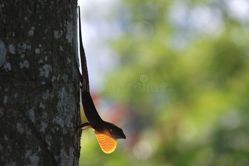 Marrón anolis lagarto extendido cuello piel o garganta sobre el un árbol maleta externo animales y plantas.