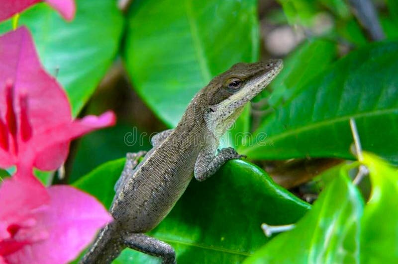 Leaping lizard hawaii