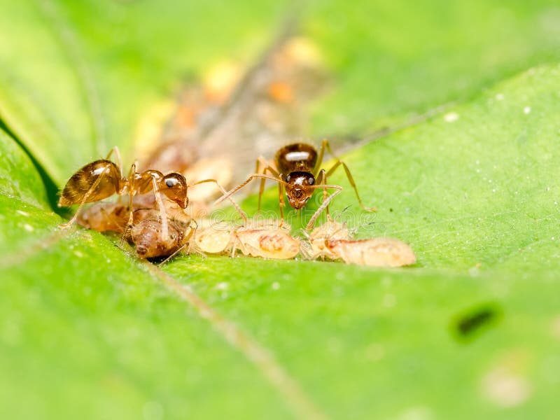 Brown Ants Feeding on Honeydew Stock Photo Image of detail, honeydew