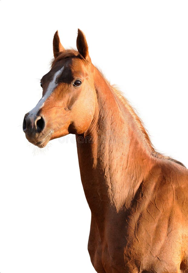 Brown Arabian horse isolated