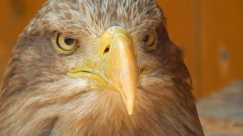 Brown Bald Eagle Picture. Image: 109888741