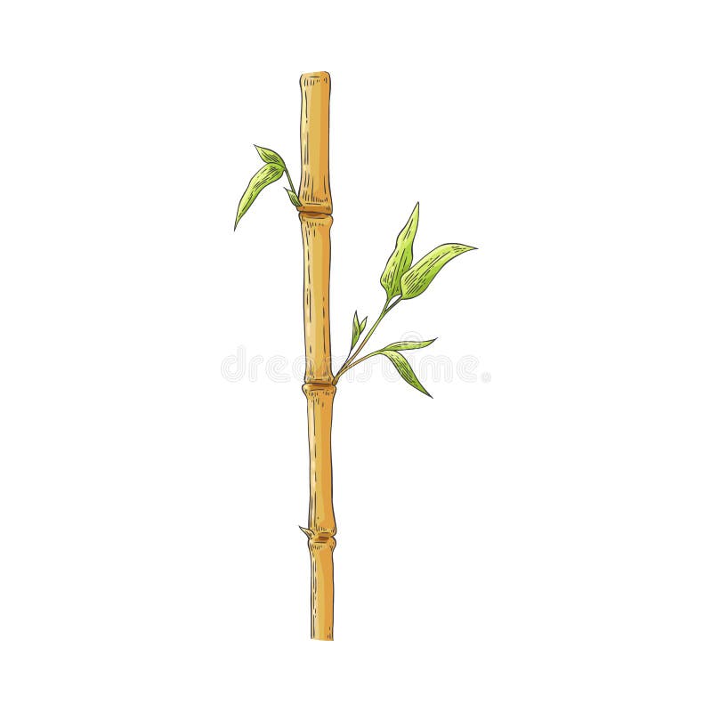 Brown bamboo stick with green leaves in sketch style isolated on white  background., Stock vector