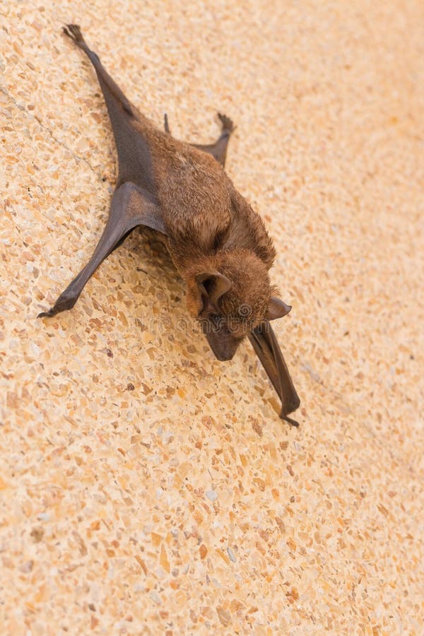 The Brown Bat Hang on the Wall Stock Photo Image of animal, hanging