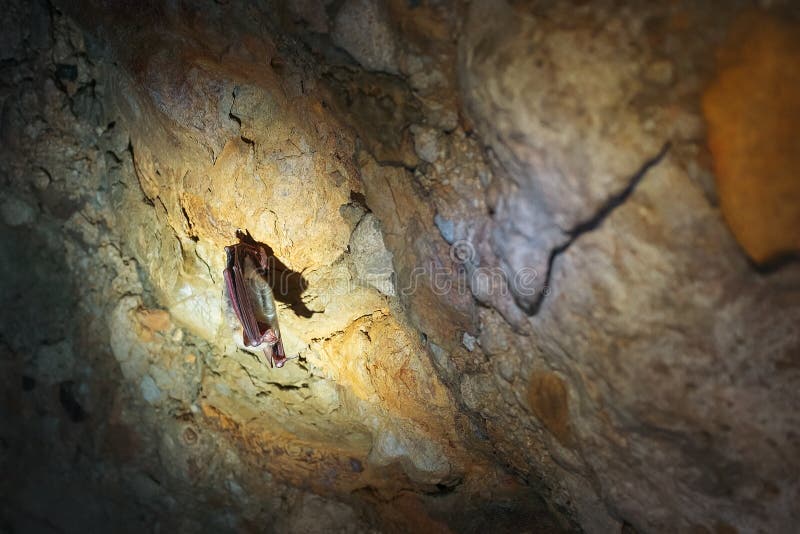 A Brown Bat Hangs Upside Down in a Cave. Night Predators in the Wild