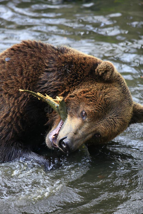 Brown bear