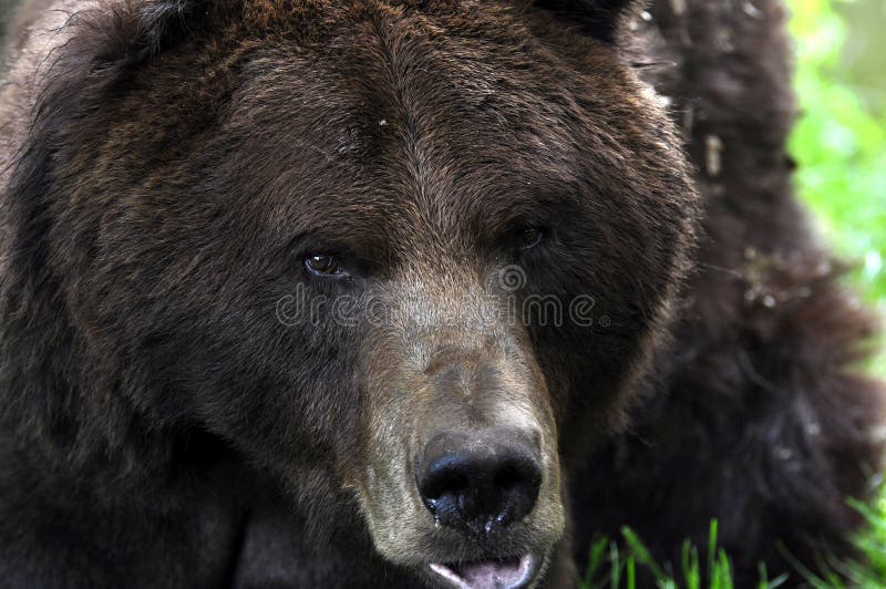 Brown Bear