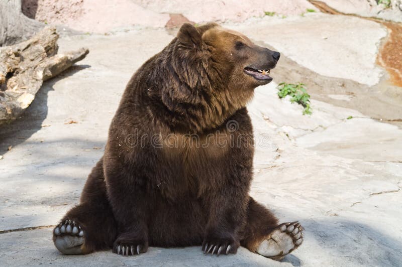 Brown bear