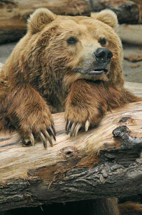 Brown Bear