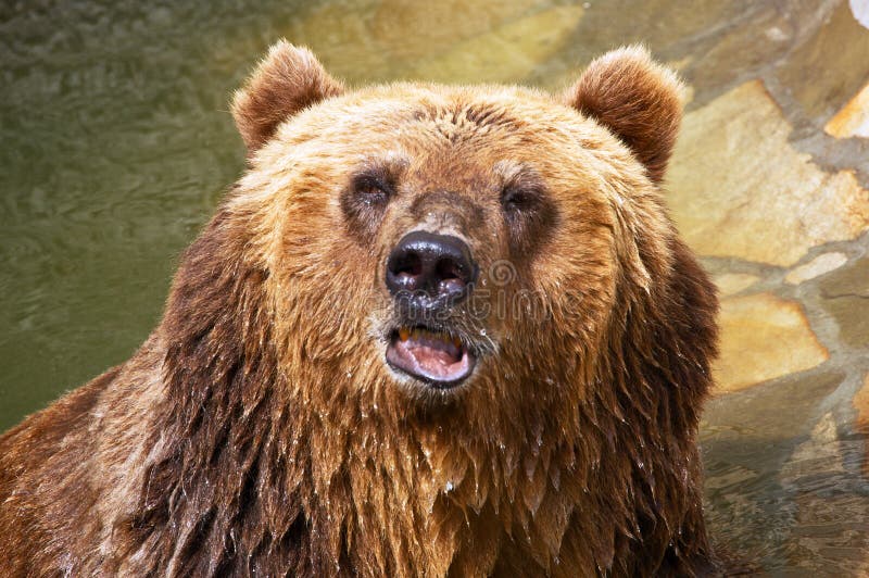 Brown bear stock image. Image of standing, predator, bear - 5584413