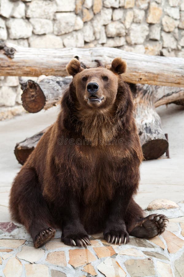 Brown bear