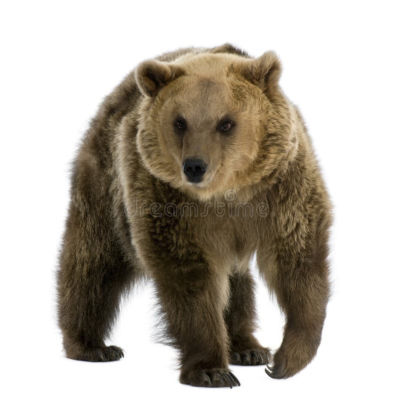 Brown Bear, 8 years old, walking