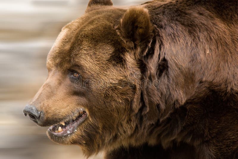 A brown bear