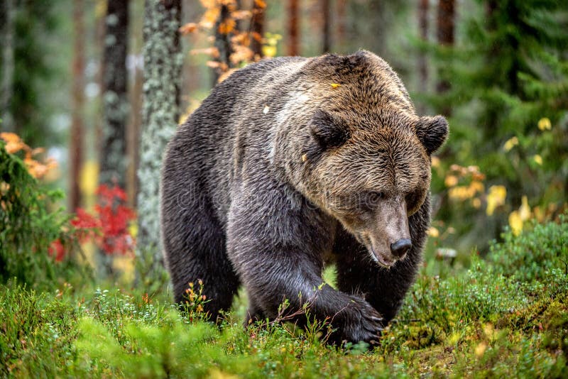 Brown Bear in the Autumn Forest. Scientific Name: Ursus Arctos. Natural