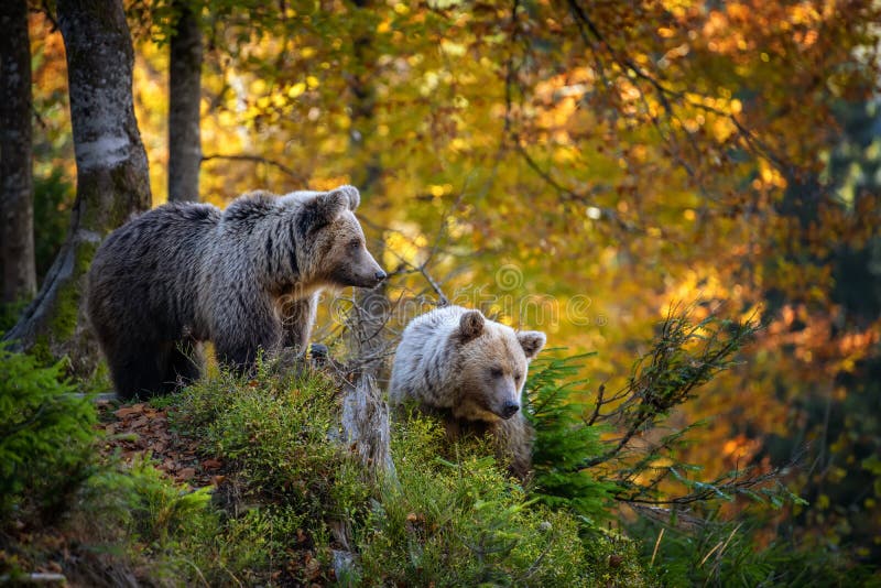 Brown bear in autumn forest stock images Brown bear in autumn forest stock images