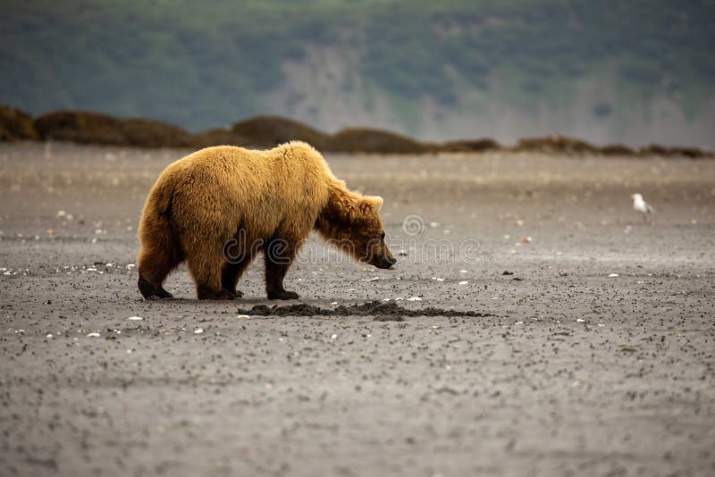 Dospělý hnědý medvěd kopání mušle na pláž z pobřežní, Aljaška.