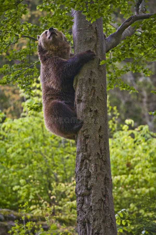 Brown Bear Climbing a Tree stock photography Brown Bear Climbing a Tree stock photography